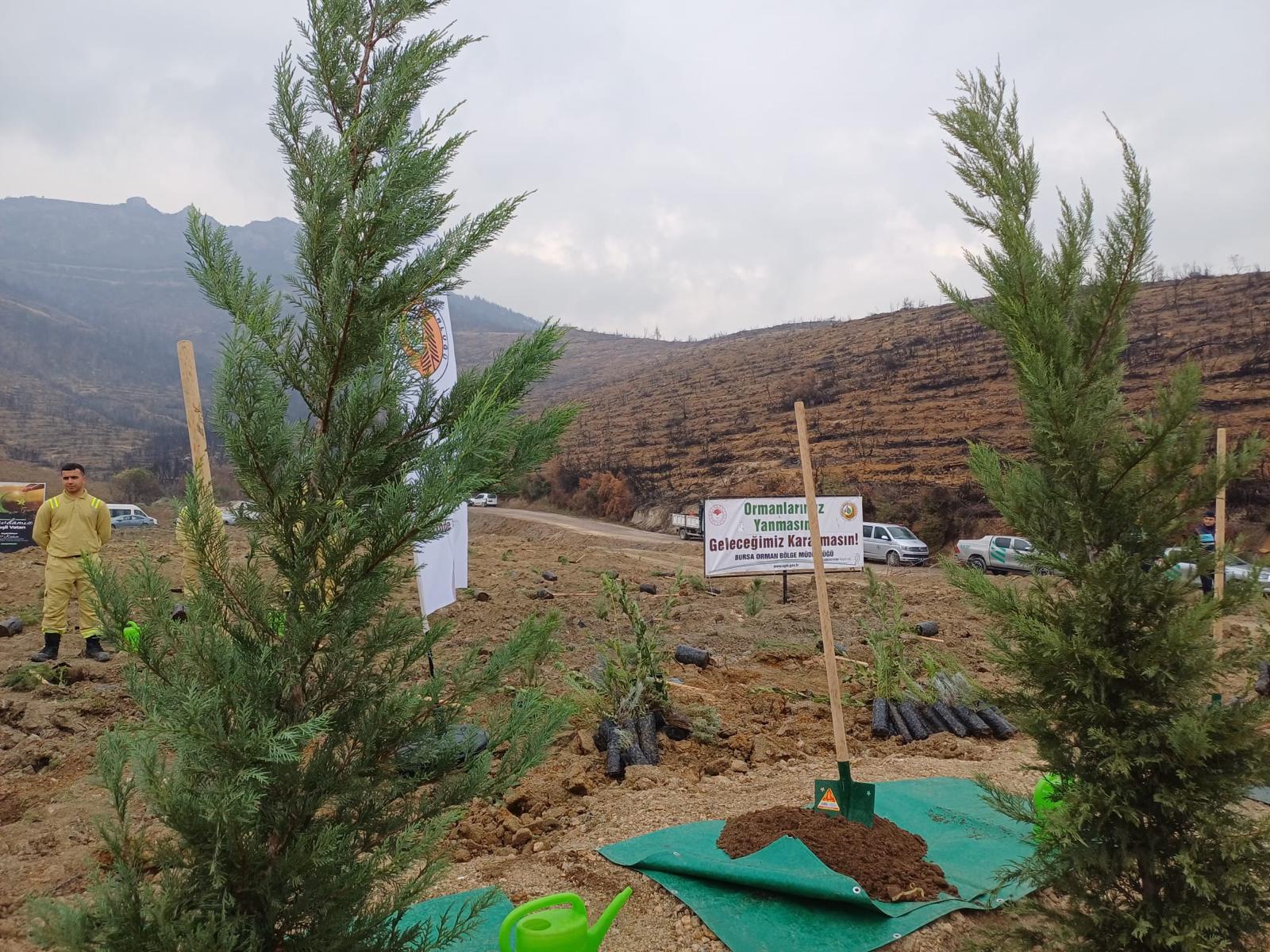 Ağaçlandırma Sonrası - 2